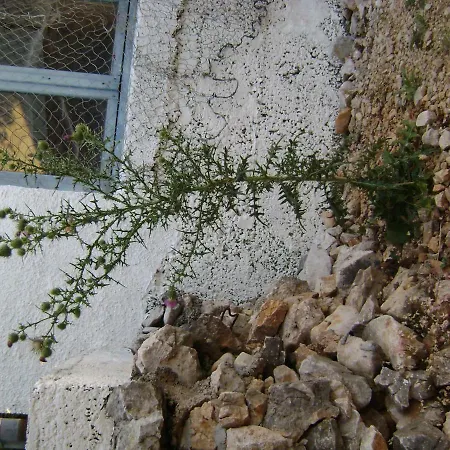 Zofica Skrbčići